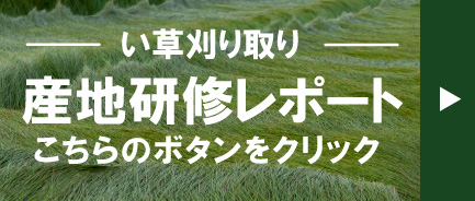 大木畳店い草刈り取り産地研修