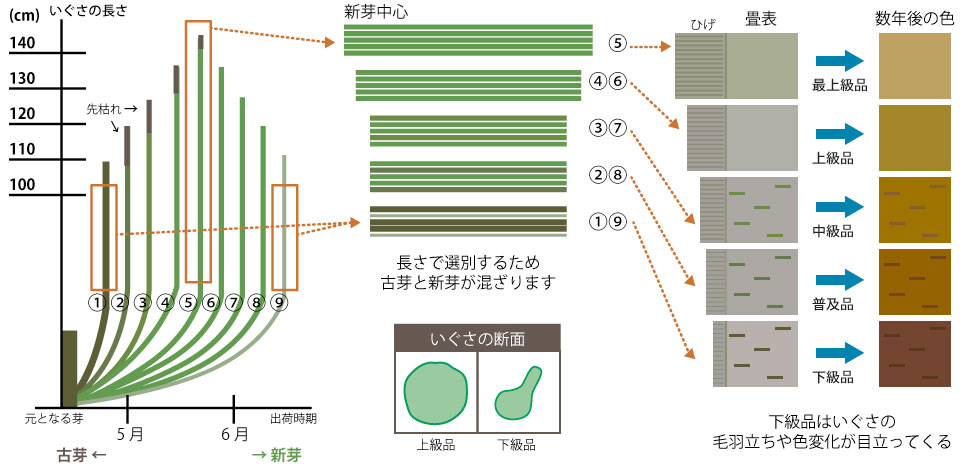 大木畳店なんでこんなに差があるの？説明画像